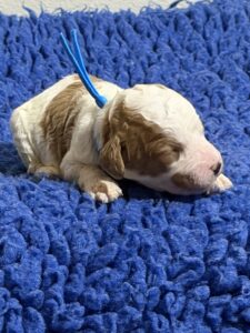 Australian Labradoodle Puppies for sale Seattle, Spokane, Washington, Idaho, Montana, Wyoming, Wenatchee, Colorado, Northern Idaho, Oregon, Boise, Salt Lake City, Sun Valley, Eagle, Idaho
