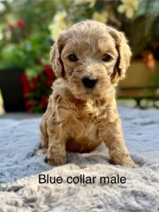 Australian Labradoodle Puppies for sale Seattle, Spokane, Gig Harbor, Missoula, Washington, Idaho, Montana, Wyoming, Wenatchee, Colorado, Northern Idaho, Oregon, Boise, Salt Lake City, Sun Valley, Eagle, Idaho