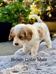 Australian Labradoodle Puppies for sale Seattle, Spokane, Gig Harbor, Missoula, Washington, Idaho, Montana, Wyoming, Wenatchee, Colorado, Northern Idaho, Oregon, Boise, Salt Lake City, Sun Valley, Eagle, Idaho