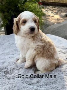 Australian Labradoodle Puppies for sale Seattle, Spokane, Washington, Idaho, Montana, Wyoming, Wenatchee, Colorado, Northern Idaho, Oregon, Boise, Salt Lake City, Sun Valley, Eagle, Idaho