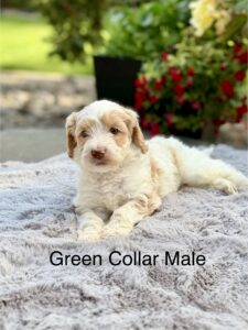 Australian Labradoodle Puppies for sale Seattle, Spokane, Gig Harbor, Missoula, Washington, Idaho, Montana, Wyoming, Wenatchee, Colorado, Northern Idaho, Oregon, Boise, Salt Lake City, Sun Valley, Eagle, Idaho