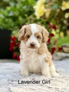 Australian Labradoodle Puppies for sale Seattle, Spokane, Gig Harbor, Missoula, Washington, Idaho, Montana, Wyoming, Wenatchee, Colorado, Northern Idaho, Oregon, Boise, Salt Lake City, Sun Valley, Eagle, Idaho