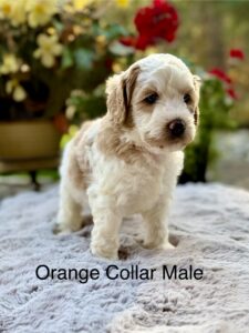 Australian Labradoodle Puppies for sale Seattle, Spokane, Gig Harbor, Missoula, Washington, Idaho, Montana, Wyoming, Wenatchee, Colorado, Northern Idaho, Oregon, Boise, Salt Lake City, Sun Valley, Eagle, Idaho