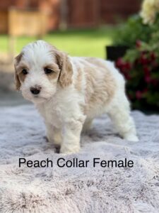 Australian Labradoodle Puppies for sale Seattle, Spokane, Gig Harbor, Missoula, Washington, Idaho, Montana, Wyoming, Wenatchee, Colorado, Northern Idaho, Oregon, Boise, Salt Lake City, Sun Valley, Eagle, Idaho