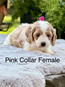 Australian Labradoodle Puppies for sale Seattle, Spokane, Gig Harbor, Missoula, Washington, Idaho, Montana, Wyoming, Wenatchee, Colorado, Northern Idaho, Oregon, Boise, Salt Lake City, Sun Valley, Eagle, Idaho