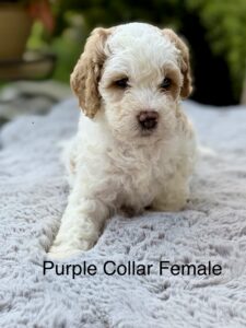 Australian Labradoodle Puppies for sale Seattle, Spokane, Gig Harbor, Missoula, Washington, Idaho, Montana, Wyoming, Wenatchee, Colorado, Northern Idaho, Oregon, Boise, Salt Lake City, Sun Valley, Eagle, Idaho