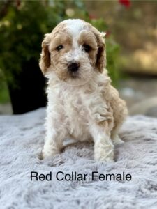 Australian Labradoodle Puppies for sale Seattle, Spokane, Gig Harbor, Missoula, Washington, Idaho, Montana, Wyoming, Wenatchee, Colorado, Northern Idaho, Oregon, Boise, Salt Lake City, Sun Valley, Eagle, Idaho