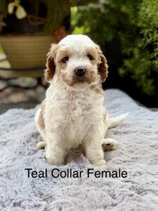 Australian Labradoodle Puppies for sale Seattle, Spokane, Gig Harbor, Missoula, Washington, Idaho, Montana, Wyoming, Wenatchee, Colorado, Northern Idaho, Oregon, Boise, Salt Lake City, Sun Valley, Eagle, Idaho