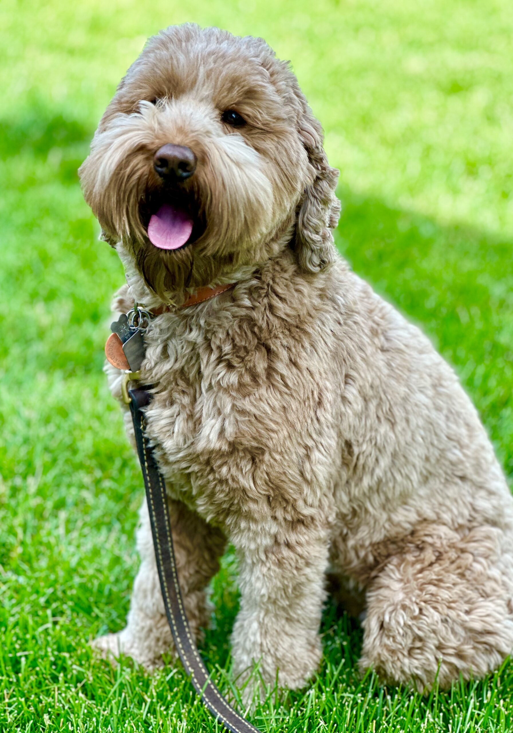 Lake City Greta Australian Labradoodle puppies for sale in the Pacific Northwest