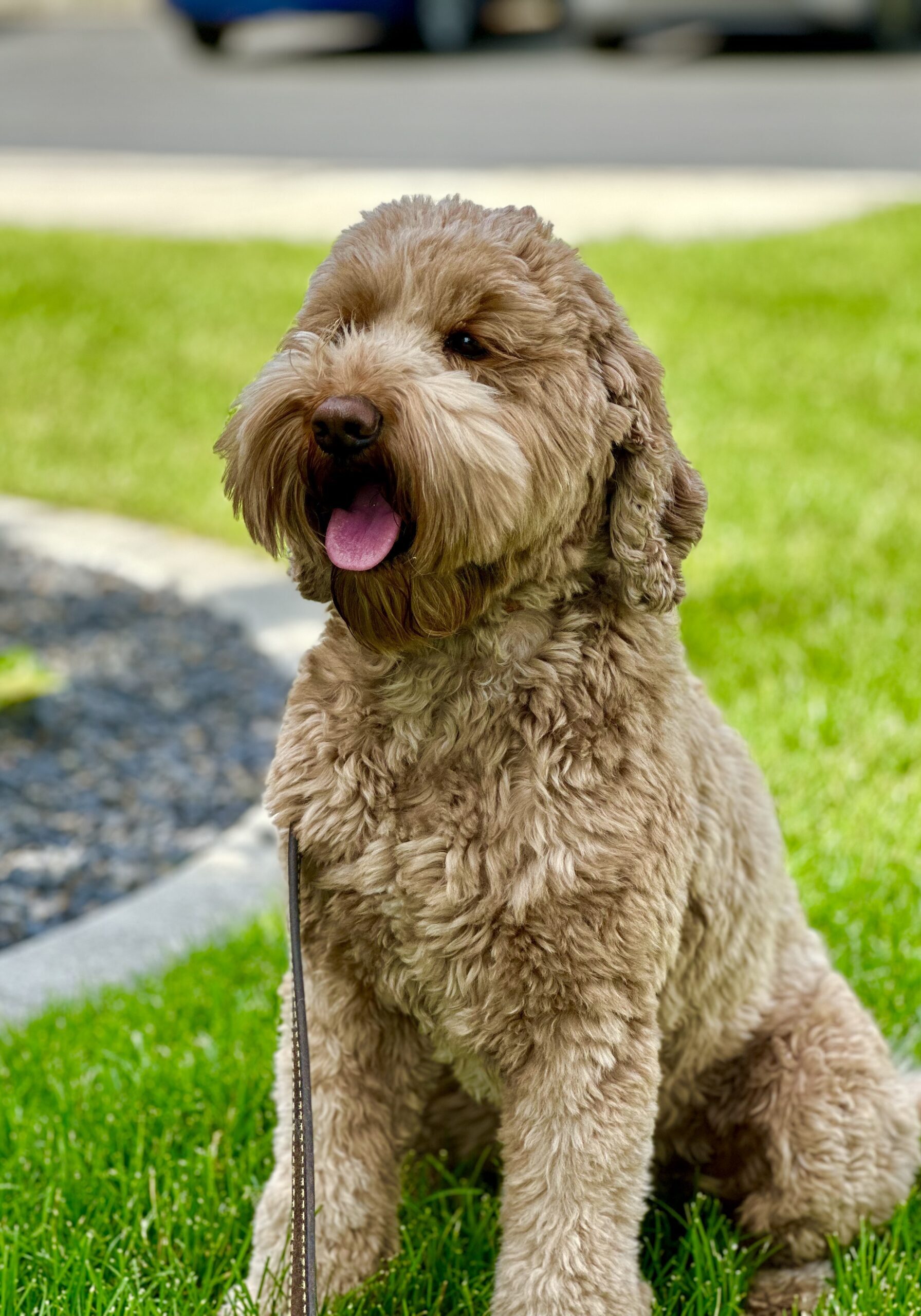 Red Australian Labradoodle Puppies available in Idaho, Washington, Oregon, Montana