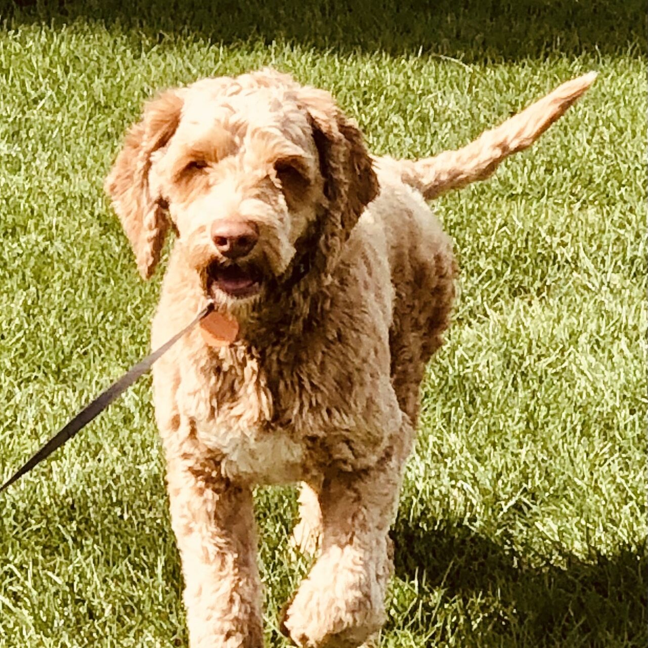 Lake City Labradoodle Charley Idaho Labradoodles