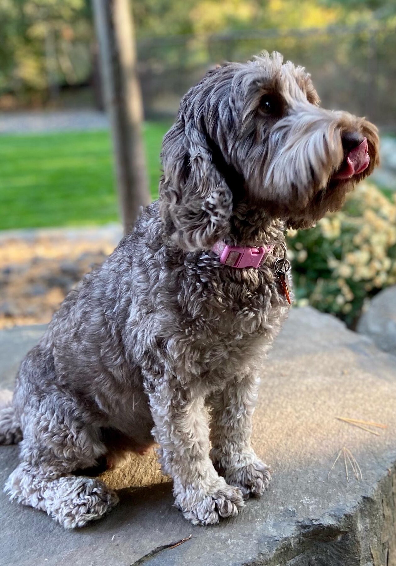 Lake City Labradoodle Dams