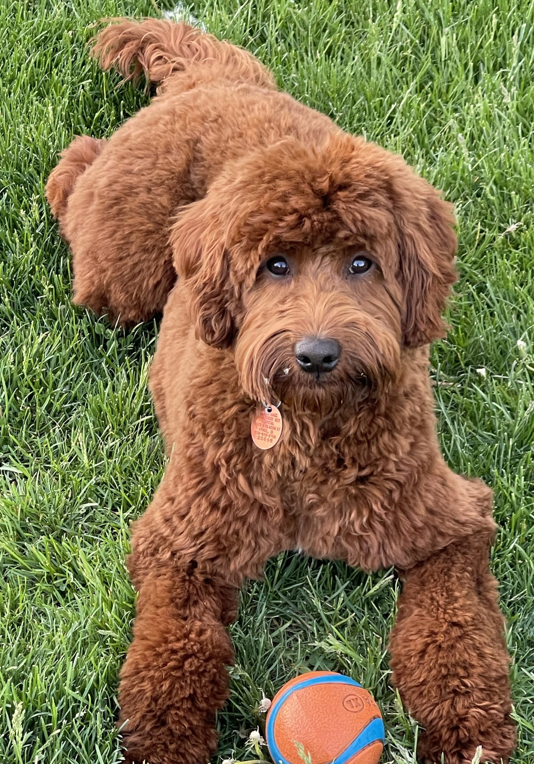 Whiskey_2025 Australian Labradoodle Stud