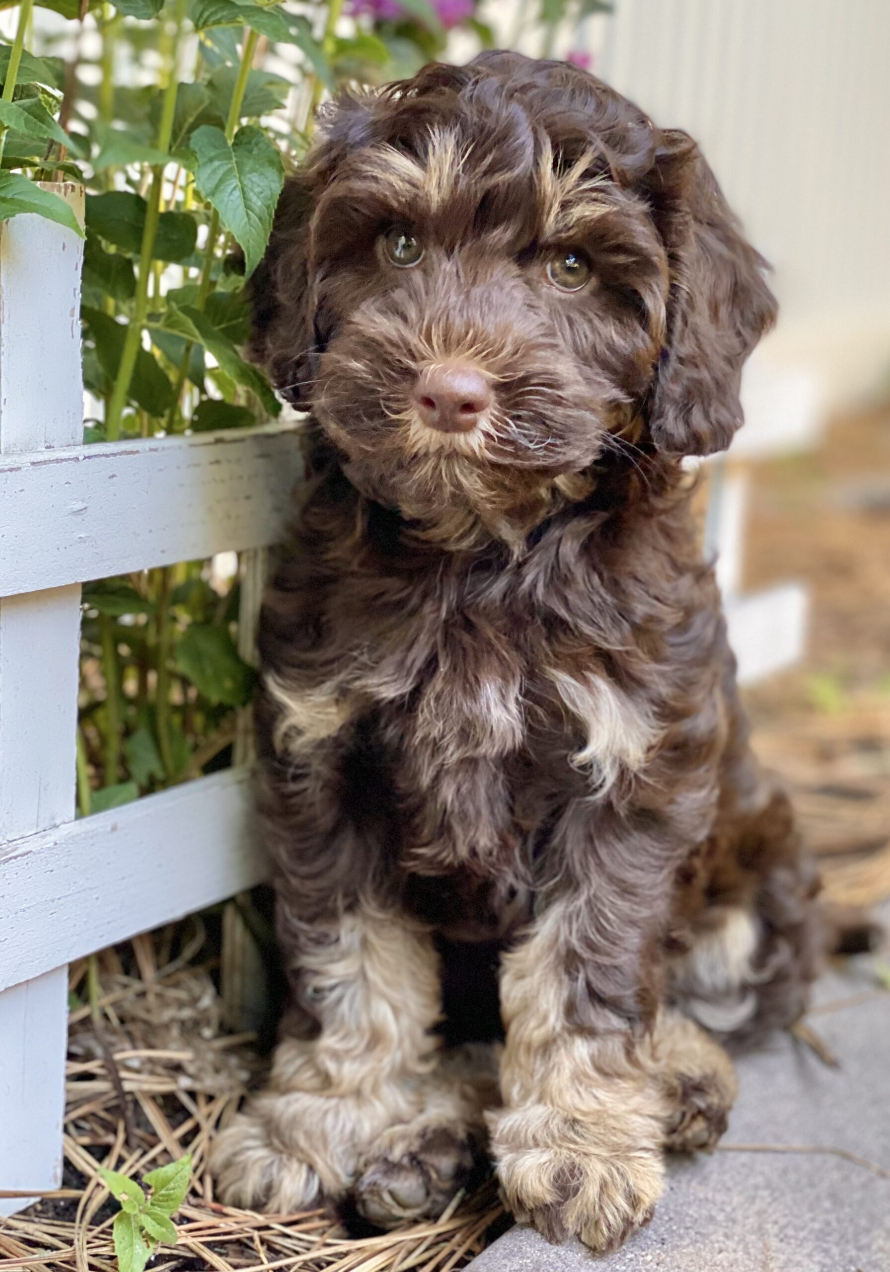 Lake City Labradoodles Wookiee Chocolate Phantom Australian Labradoodle